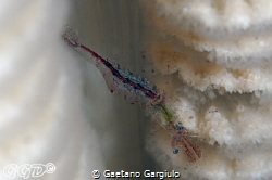 This little shrimp (hiding in a sea-pen) was pictured usi... by Gaetano Gargiulo 